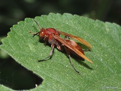 Polistes strigosus