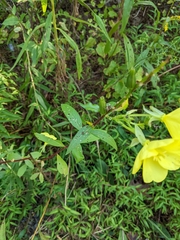 Oenothera pilosella