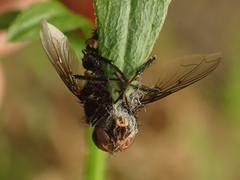 Entomophthora muscae