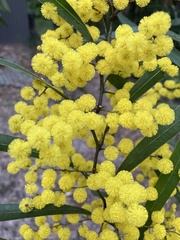 Acacia macradenia