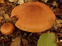 Cortinarius armillatus
