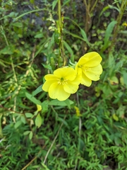 Oenothera pilosella
