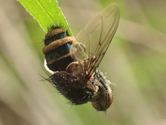 Entomophthora muscae