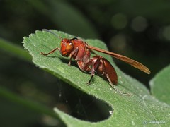 Polistes strigosus