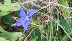 Gentianopsis ciliata ciliata