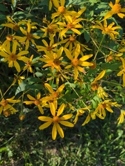 Coreopsis major