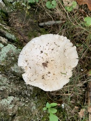 Amanita multisquamosa