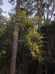 Acacia macradenia