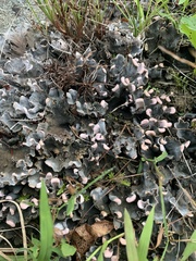 Peltigera canina