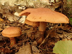 Cortinarius armillatus