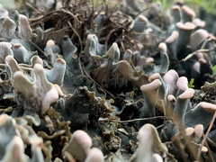 Peltigera canina