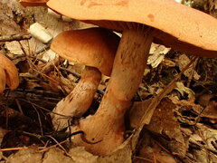 Cortinarius armillatus