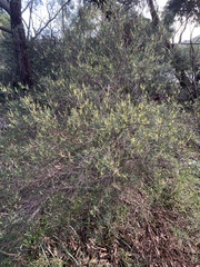 Ricinocarpos pinifolius