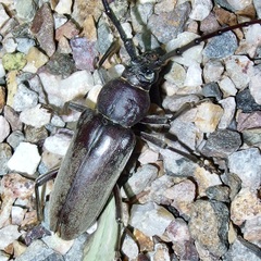 Enaphalodes hispicornis
