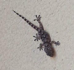 Tarentola mauritanica