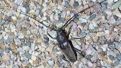 Enaphalodes hispicornis