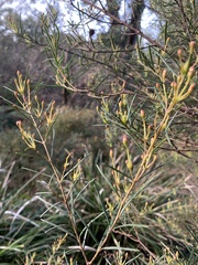 Ricinocarpos pinifolius