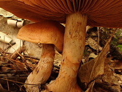 Cortinarius armillatus