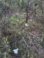 Ricinocarpos pinifolius