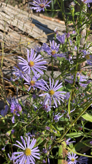 Symphyotrichum boreale