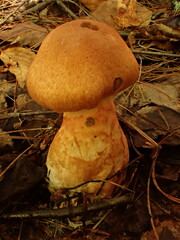 Cortinarius armillatus