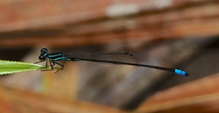 Argiocnemis rubescens