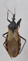 Triatoma dimidiata