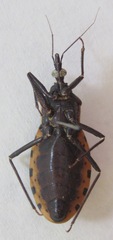 Triatoma dimidiata