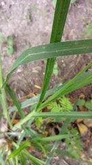 Eleusine indica