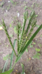 Eleusine indica