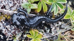 Salamandra atra