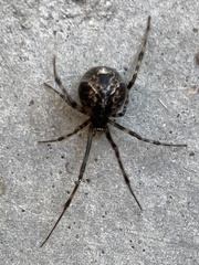 Parasteatoda