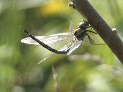 Aeshna canadensis