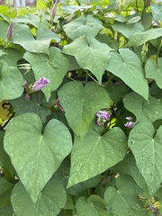 Ipomoea cordatotriloba