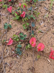 Kennedia prostrata