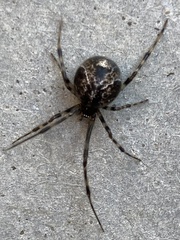 Parasteatoda