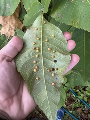 Caryomyia