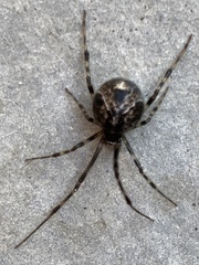 Parasteatoda