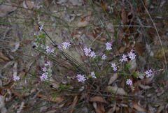 Philotheca spicata