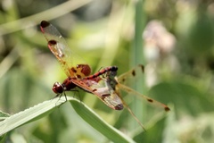 Celithemis elisa