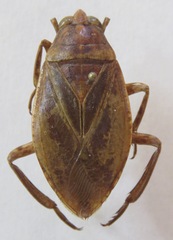 Belostoma