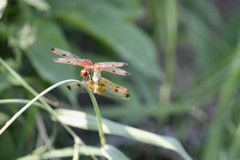 Celithemis elisa