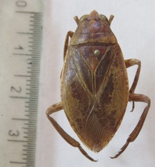 Belostoma