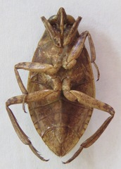 Belostoma