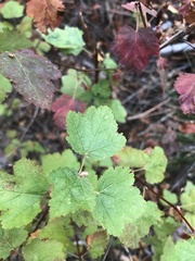 Physocarpus malvaceus