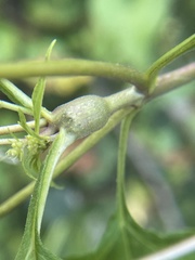 Asphondylia eupatorii