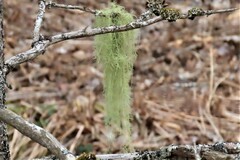 Usnea longissima