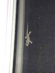 Tarentola mauritanica