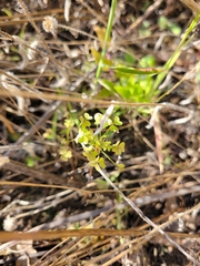 Oxalis