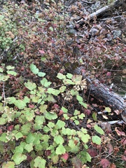 Physocarpus malvaceus